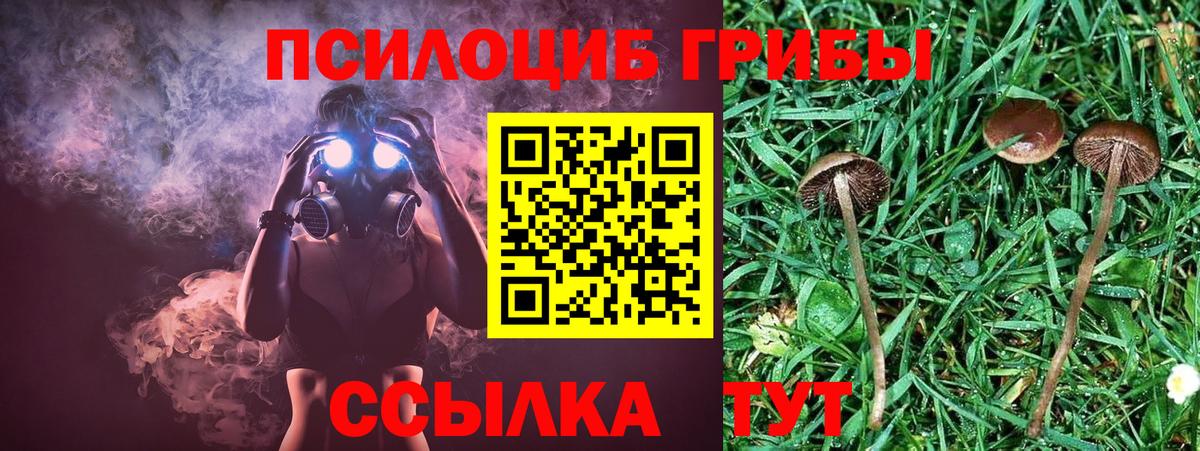 Галлюциногенные грибы Psilocybine cubensis Губкин